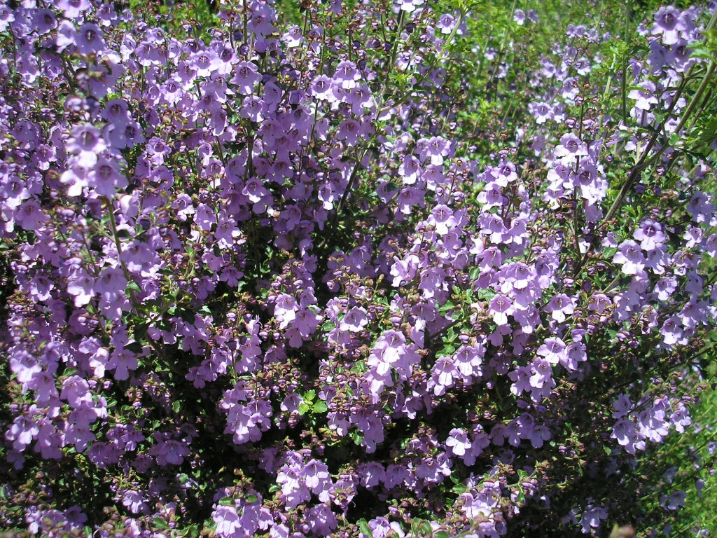 Prostanthera sieberi 'Minty™' (Minty™ Mint Bush)