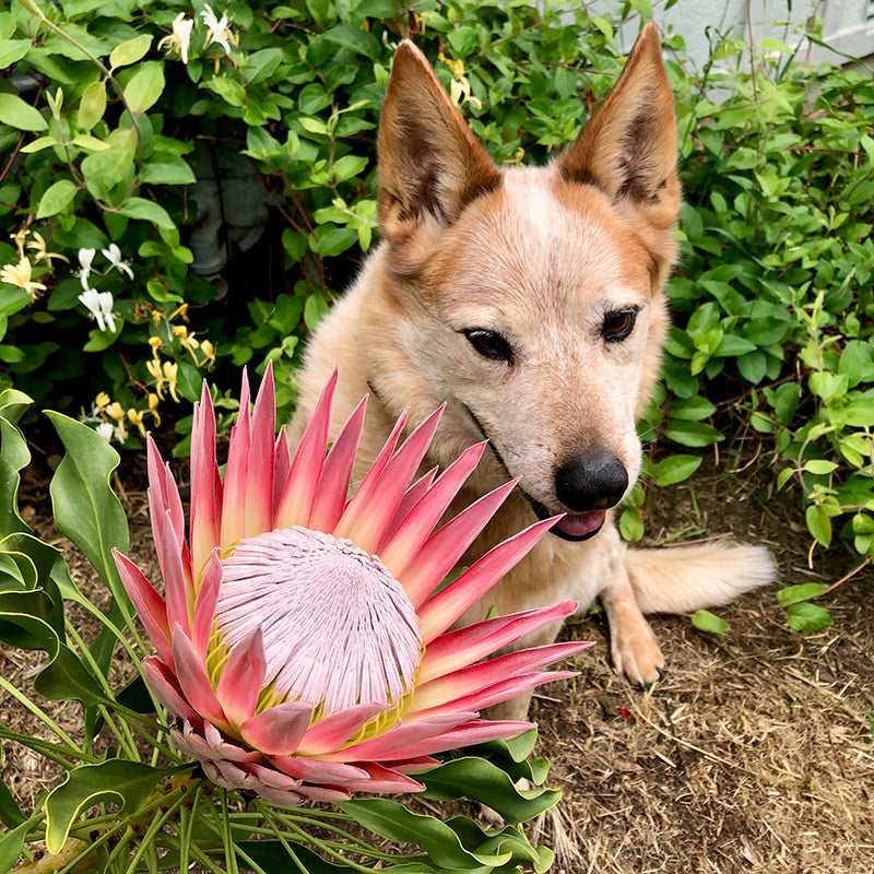 Protea cynaroides ‘King Pink’ – Pink Protea