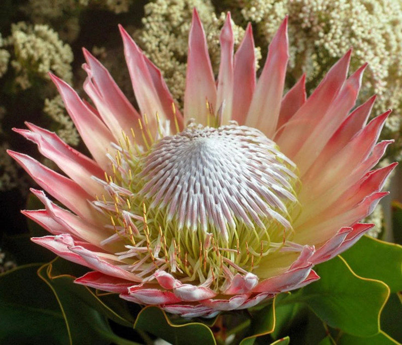 Protea cynaroides ‘King Pink’ – Pink Protea