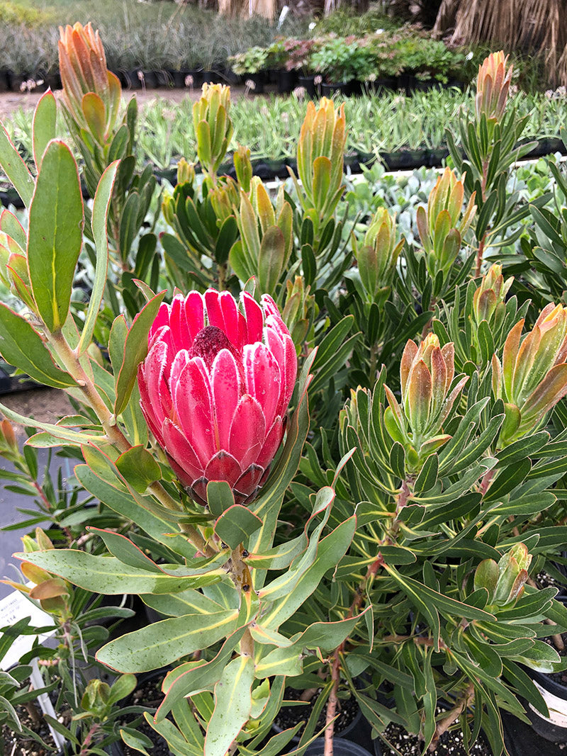 Protea ‘Pink Ice’ – Hardy Pink Protea
