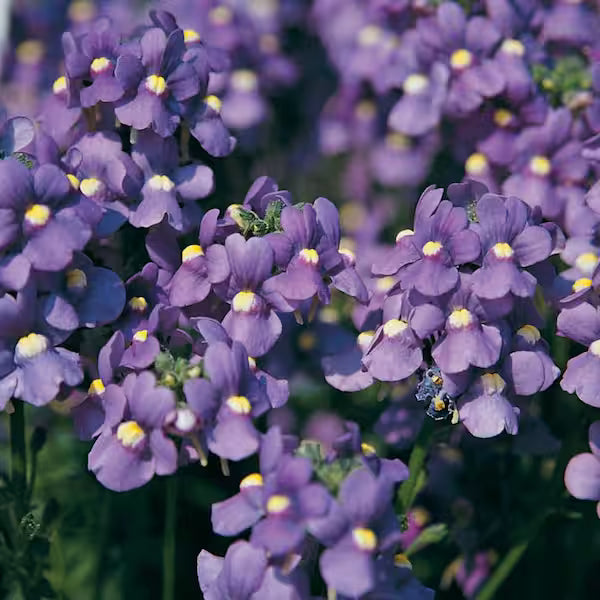 Nemesia Spp. (Purple Nemesia)