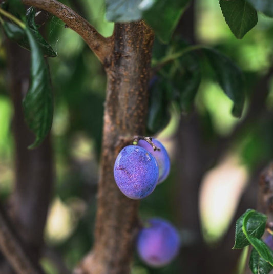Prunus Domestica ‘Robe de Sergeant’ (Robe de Sergeant Plum)