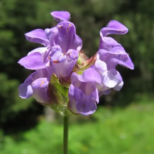 Prunella Grandiflora 'Purple Loveliness' (Purple Loveliness Self-Heal)