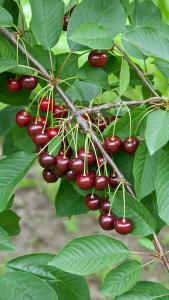 Cherry – Early Rivers (Prunus avium ‘Early Rivers’)