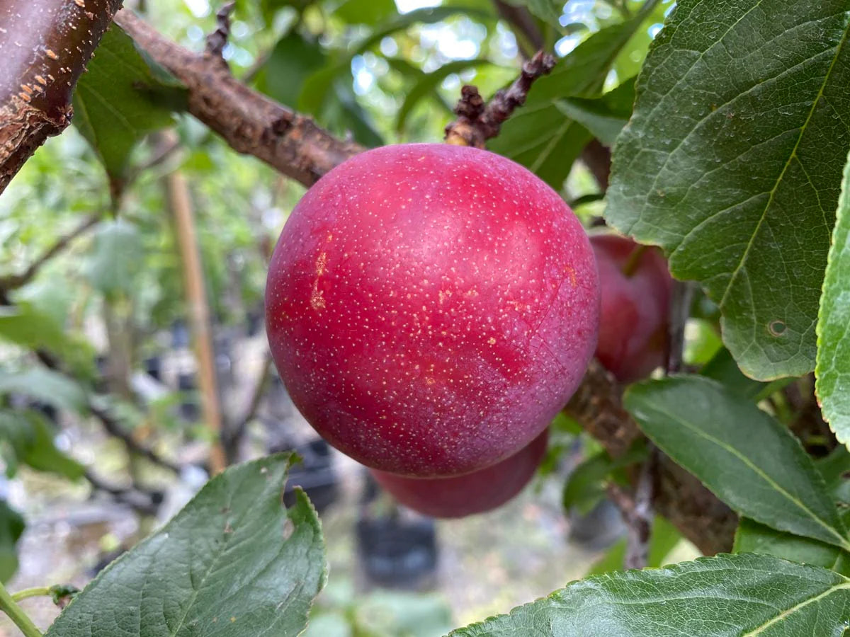 Prunus salicina ‘Queen Rosa’ (Japanese Plum)