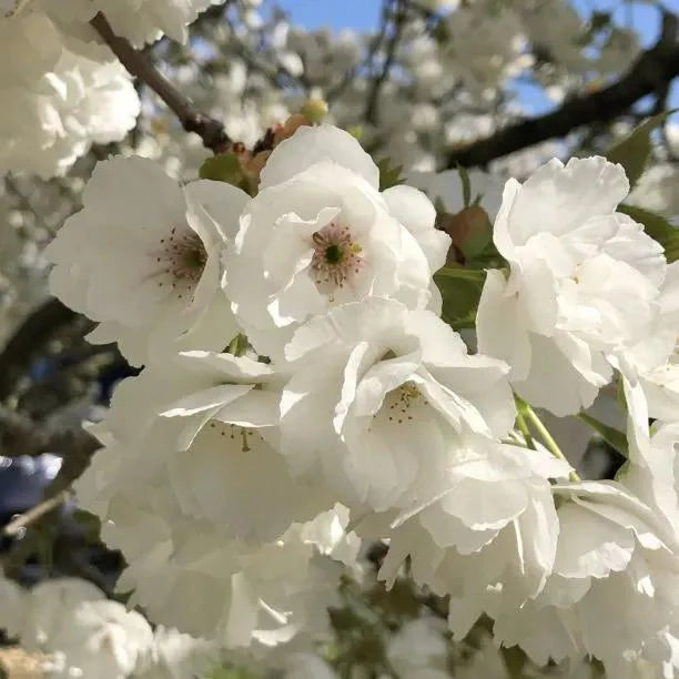 Prunus Serrulata × Shirotae (Mount Fuji White Flowering Cherry)
