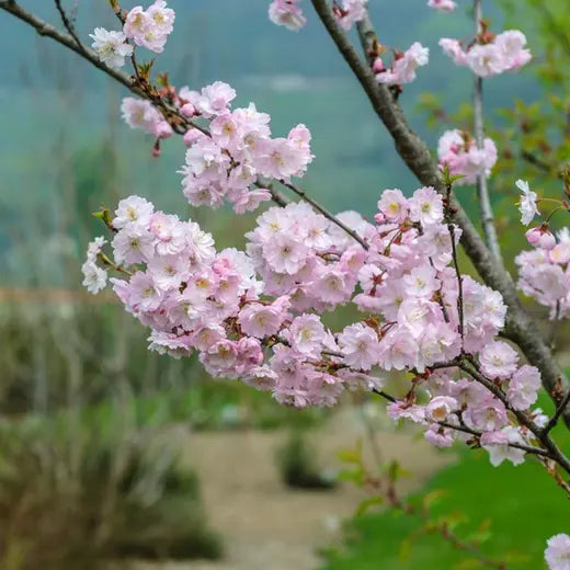 Prunus × subhirtella 'Autumnalis' Standard 1.8m (Autumnalis Flowering Cherry Standard)