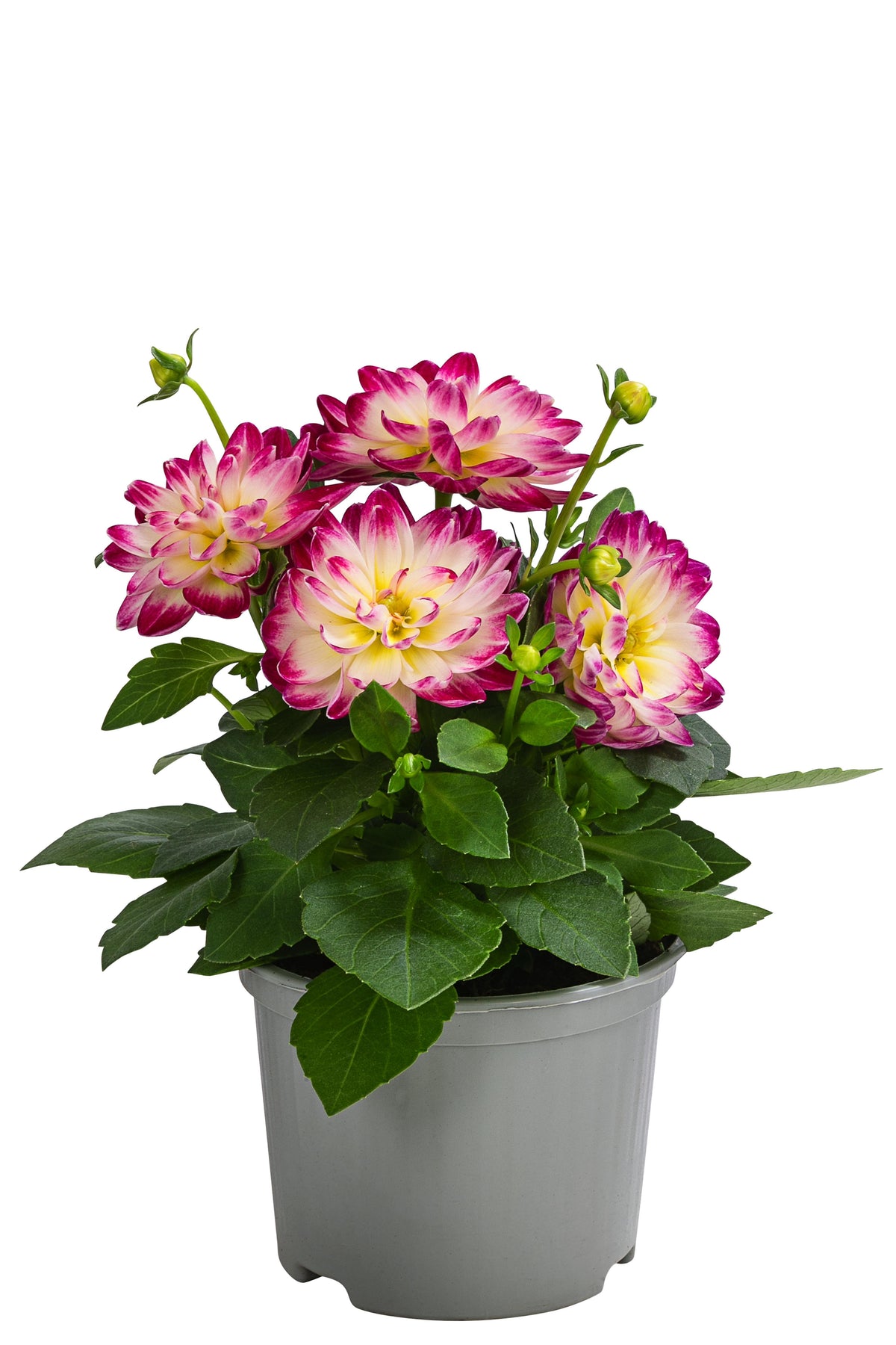 Dahlia 'Imagine Mini Bicolour' (Imagine Mini Bicolour Dahlia)