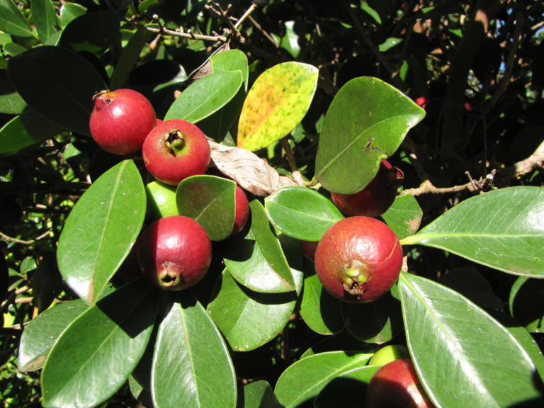 Psidium cattleianum (Guava 'Cherry Red') CLEARANCE