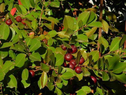 Psidium cattleianum (Guava 'Cherry Red')