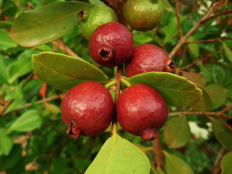 Psidium cattleianum (Guava 'Cherry Red')