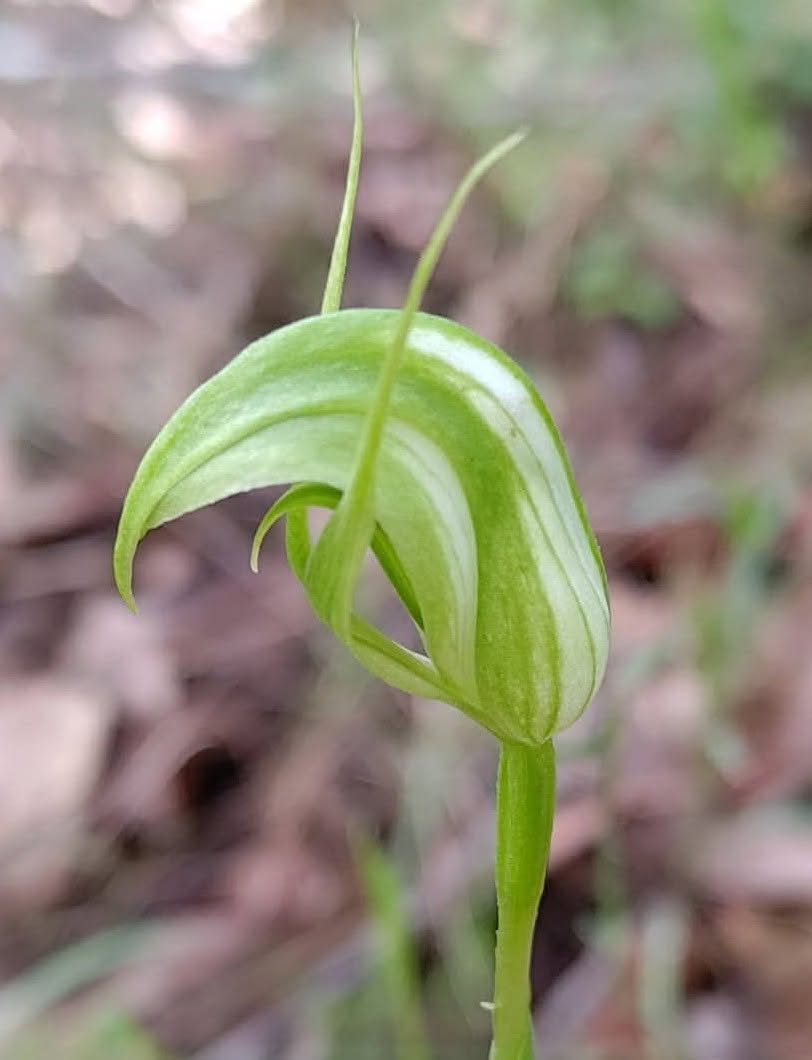Pterostylis Acuminata (Sharp Greenhood Orchid)