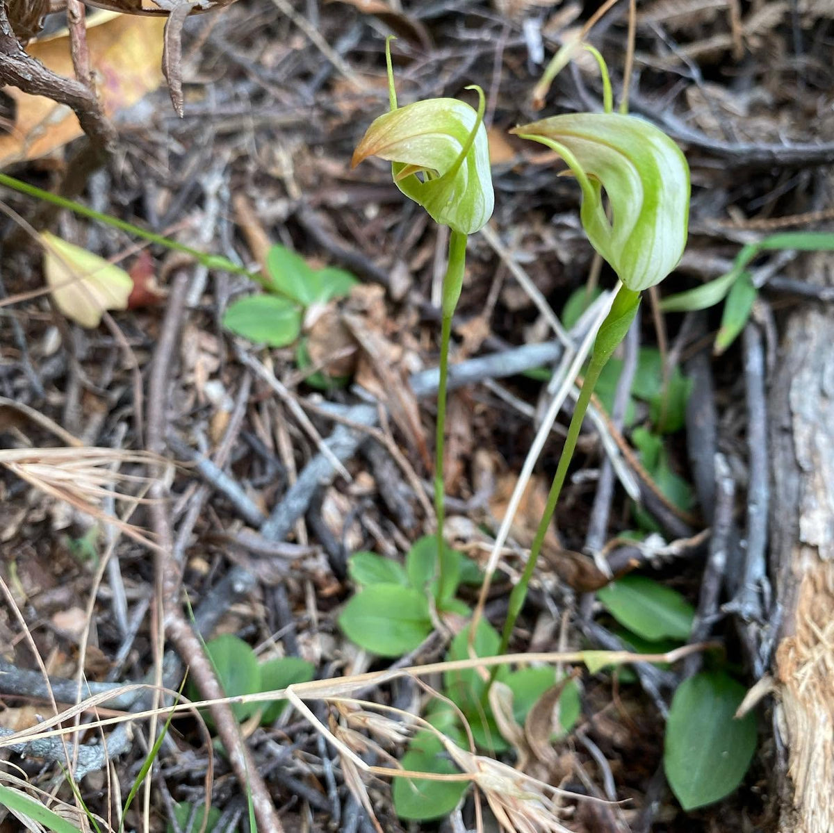 Pterostylis Acuminata (Sharp Greenhood Orchid)