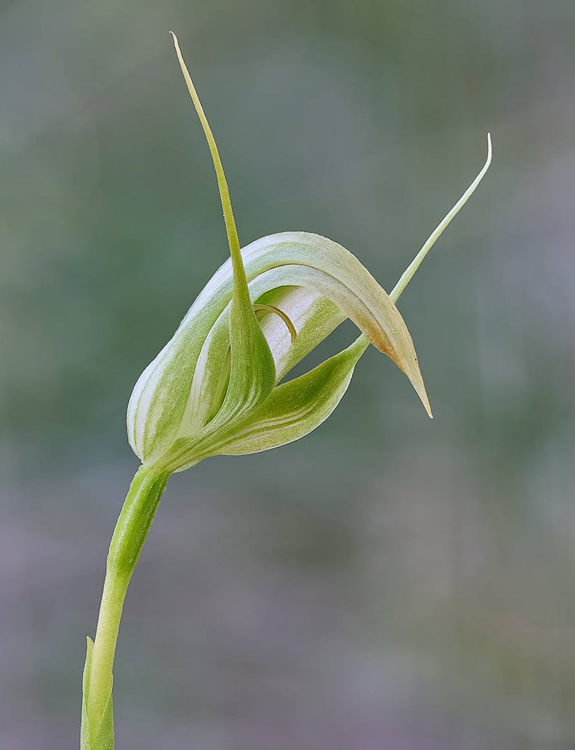 Pterostylis Acuminata (Sharp Greenhood Orchid)