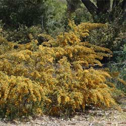 Pultenaea villosa (Hairy Bush-pea)