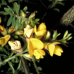 Pultenaea villosa (Hairy Bush-pea)