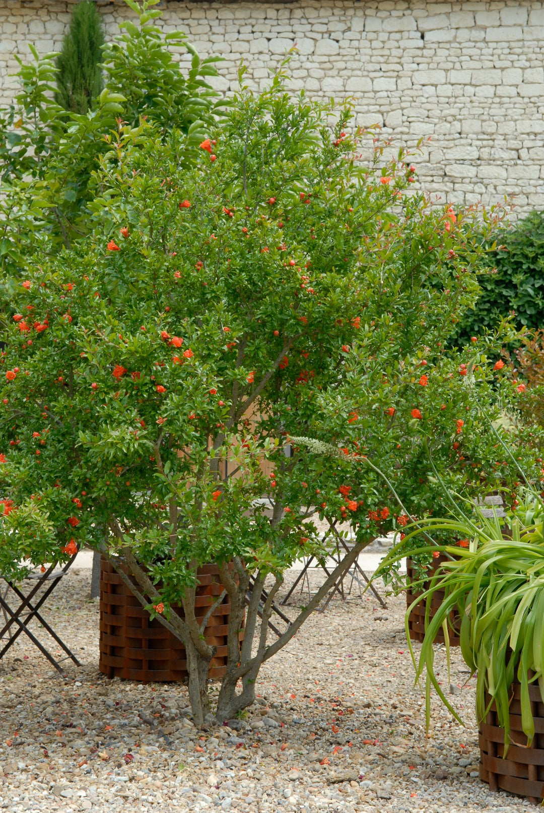 Punica granatum (Pomegranate – Kazake)