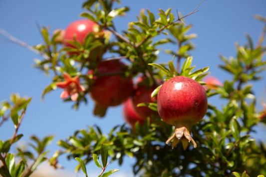 Punica granatum ‘Jativa’ (Pomegranate – Jativa)