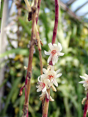 Rhipsalis puniceodiscus (Mistletoe Cactus)