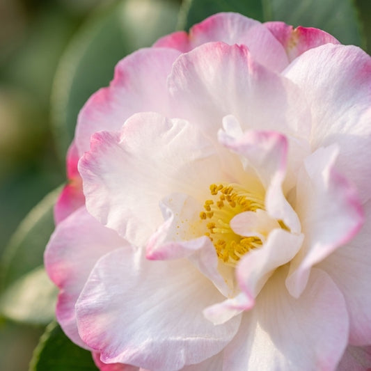 Camellia sasanqua ‘Pure Silk’ Standard (Standard Sasanqua Camellia)
