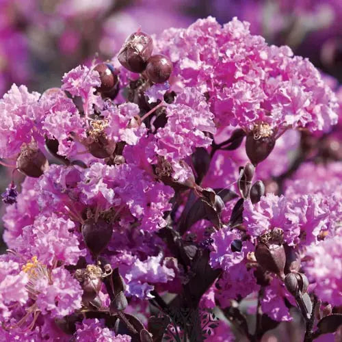 Lagerstroemia ‘Diamonds in the Dark® Purely Purple’ – Crepe Myrtle