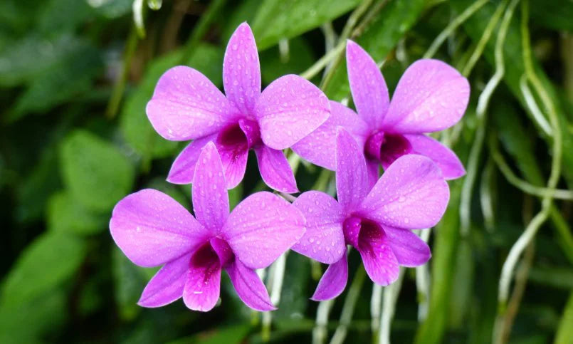 Dendrobium Orchid