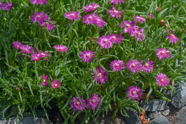 Delosperma ‘Purple Buttons’ (Ice Plant)