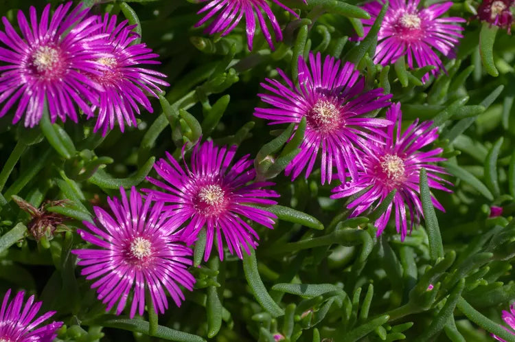 Delosperma ‘Purple Buttons’ (Ice Plant)