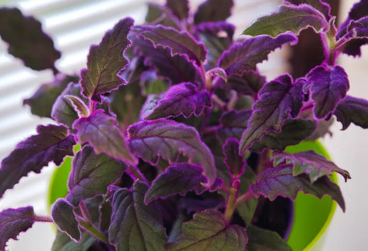 Gynura ‘Royal Velvet Purple’ (Purple Passion Plant)
