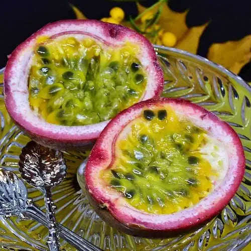 Passiflora edulis Panama Perfection (Panama Red Passionfruit)