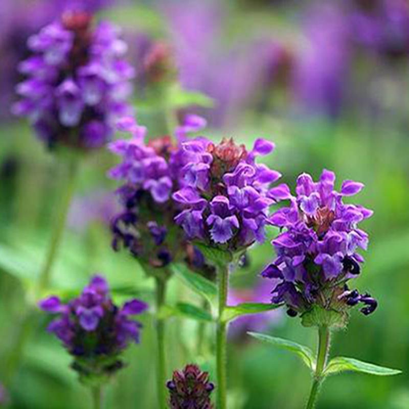 Prunella Grandiflora 'Purple Loveliness' (Purple Loveliness Self-Heal)