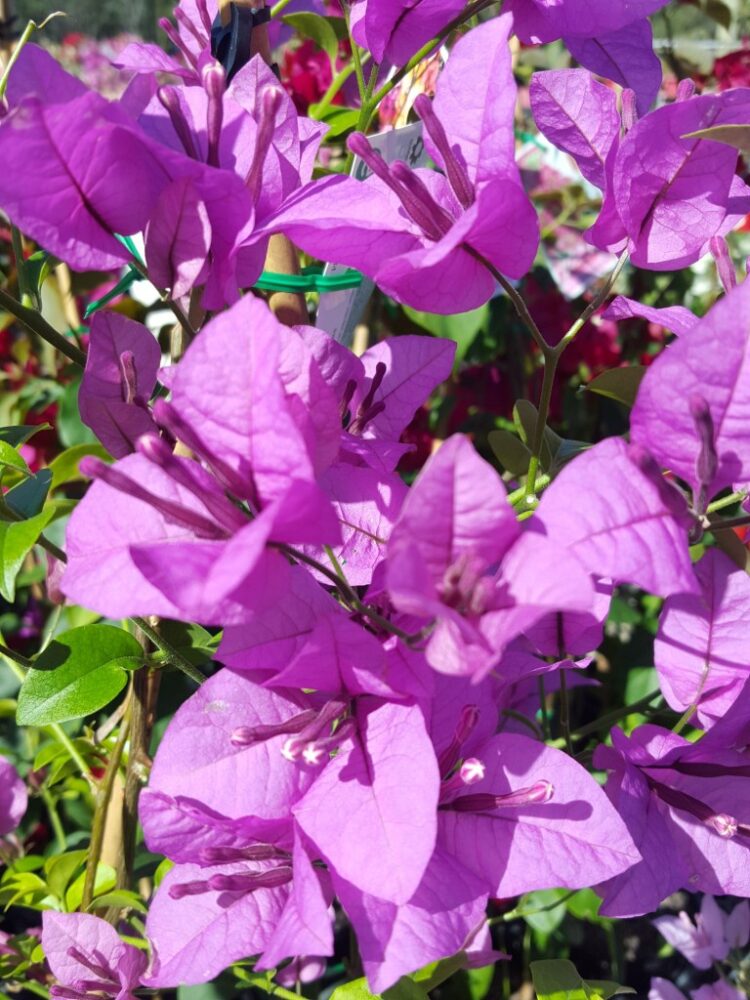 Bougainvillea Glabra (Purple Cascade)