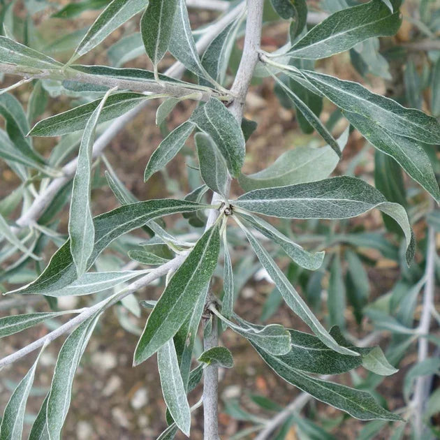 Pyrus Salicifolia ‘Pendula’ (Weeping Silver Pear)