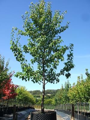 Pyrus × ‘Edgewood’ (Edgedell Pear)