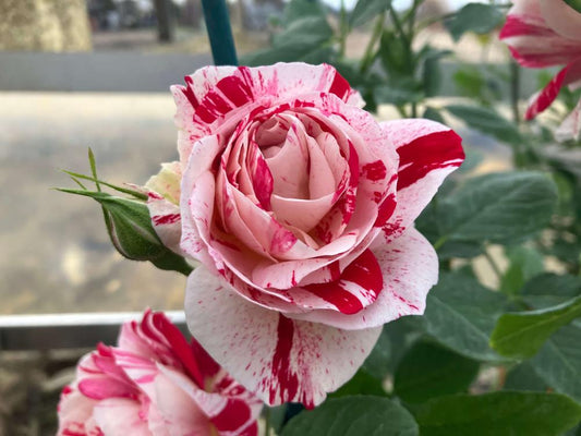 Rosa 'Scentimental' (Scentimental Floribunda Rose)