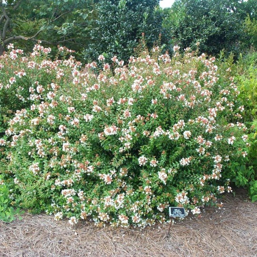 Abelia Grandiflora ‘Dwarf’ (Little Richard Dwarf Abelia)