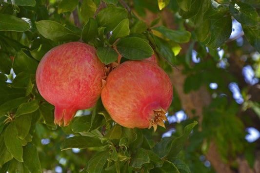 Punica granatum (Pomegranate)