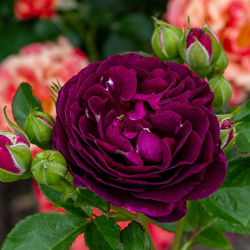 Rosa 'Twilight Zone' Grafted (Twilight Zone Grandiflora Rose)