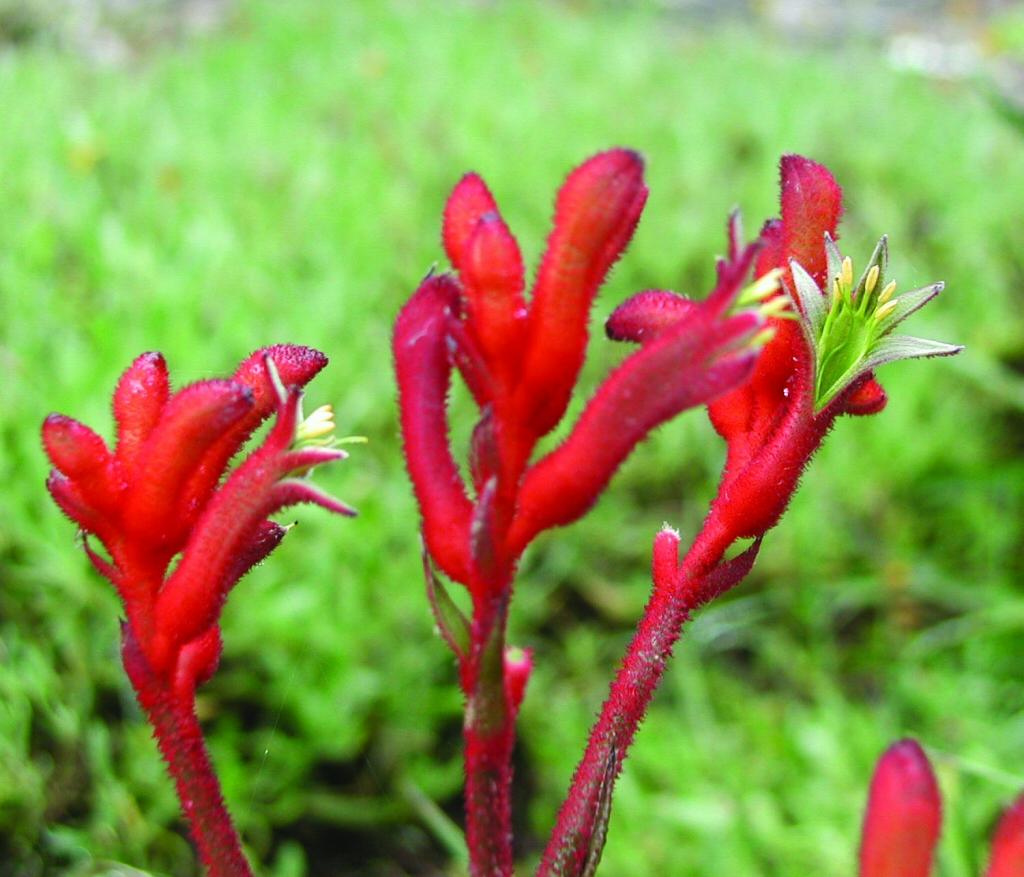 Anigozanthos ‘Bush Inferno’ (Kangaroo Paw)