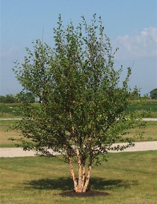 Betula Nigra 'BNMTF' Dura Heat™ Multi-Planted (Dura Heat River Birch)