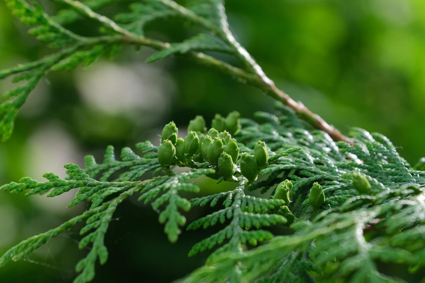 Thuja Plicata ‘Fastigiata’ (Fastigiate Western Red Cedar)