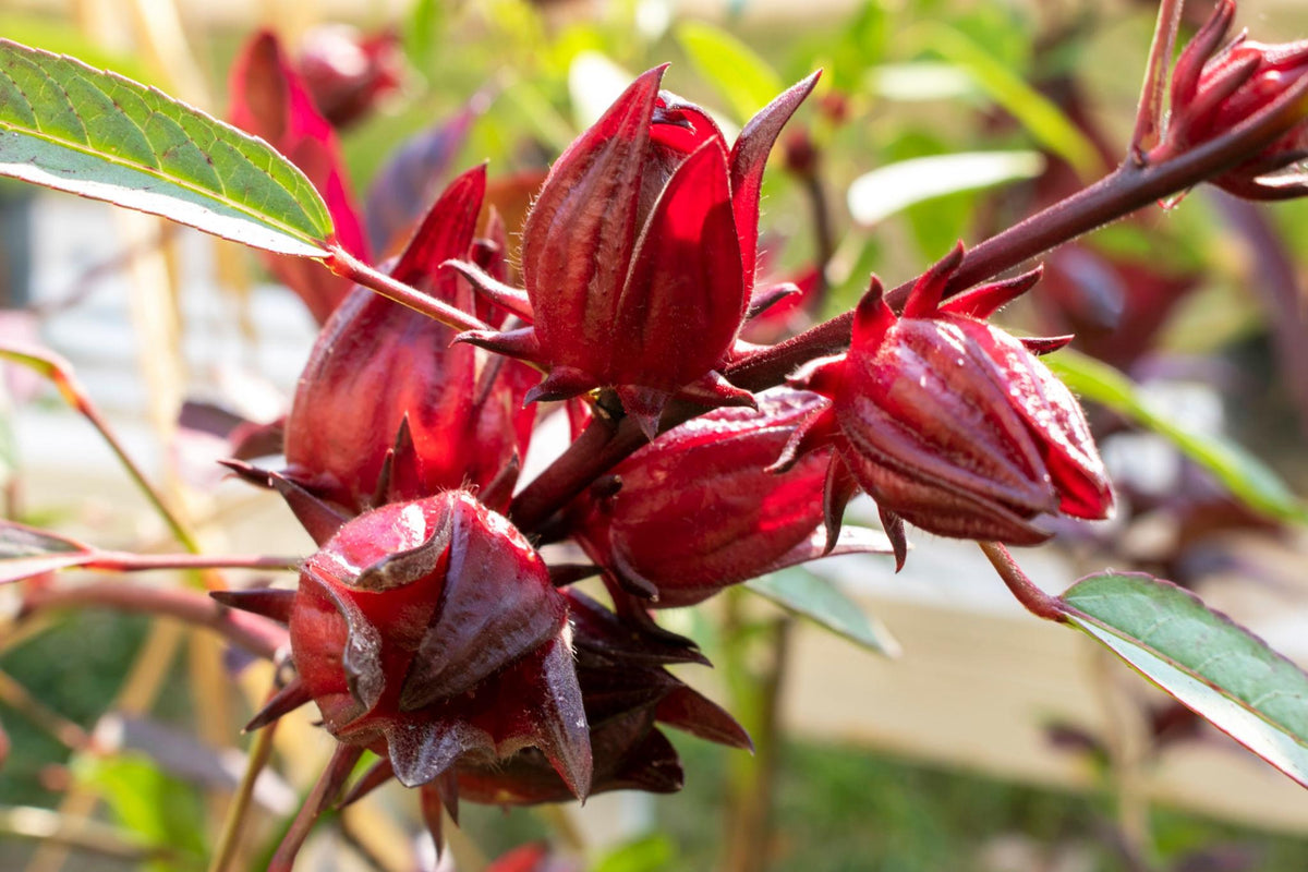 Hibiscus Sabdariffa (Rosella)