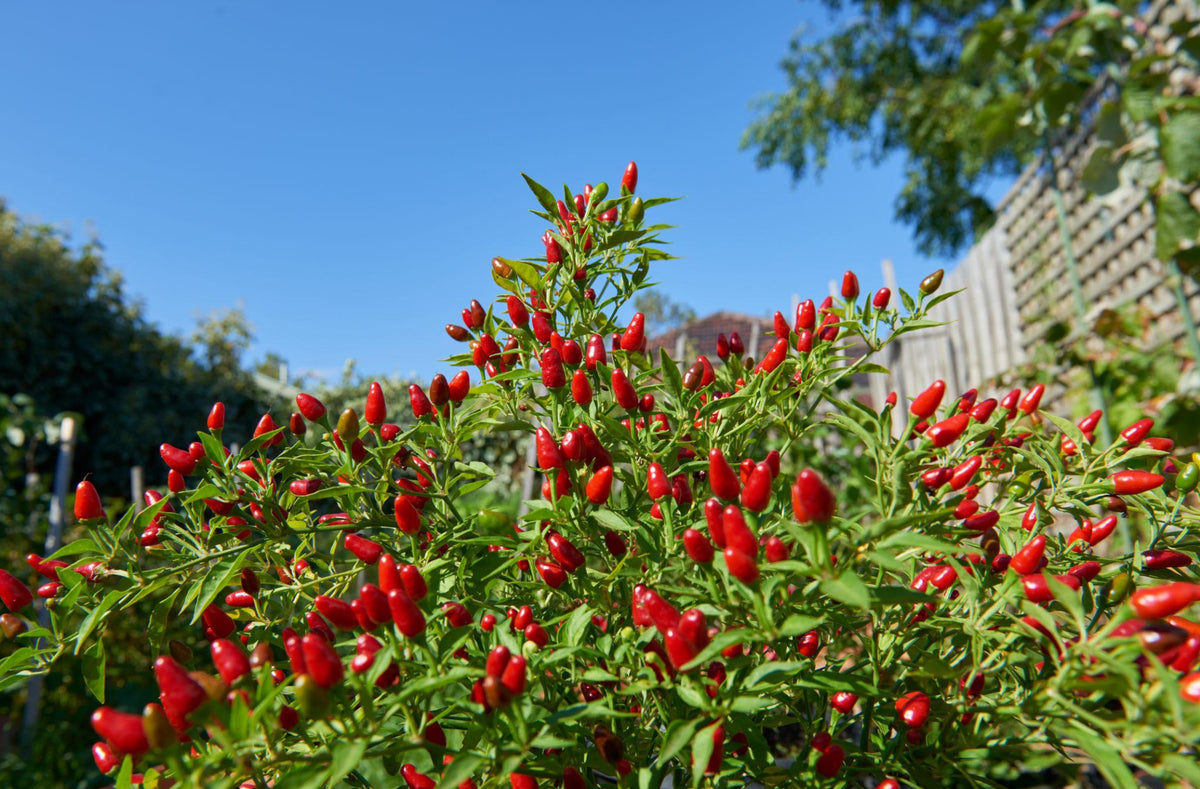 Capsicum annuum 'Birdseye Thai' (Birdseye Thai Chilli)