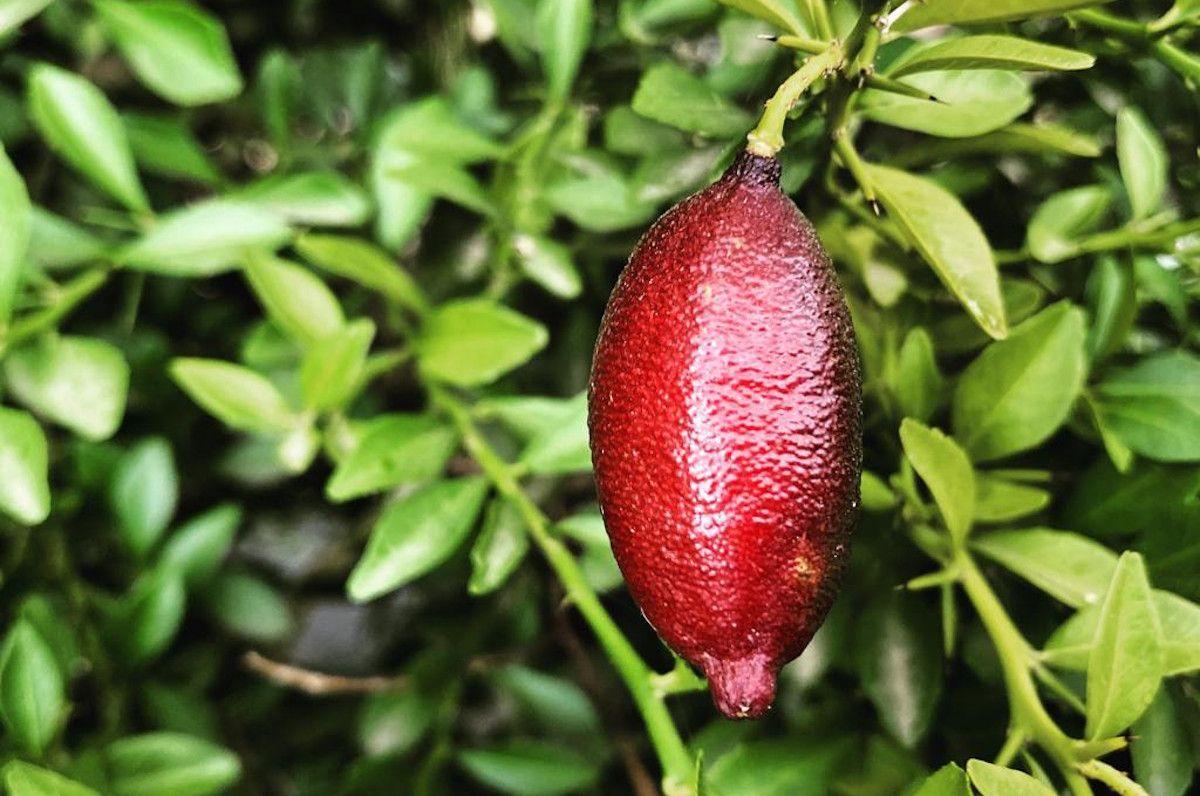 Citrus Australasica ‘Red Champagne’ (Red Champagne Finger Lime)