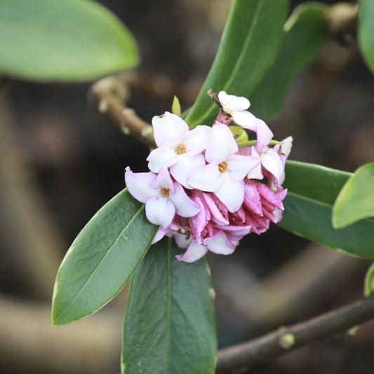 Daphne Odora (Winter Daphne)