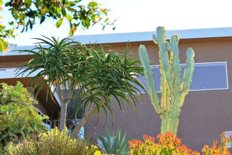 Euphorbia ammak ‘Variegata’ (Candelabra Spurge)