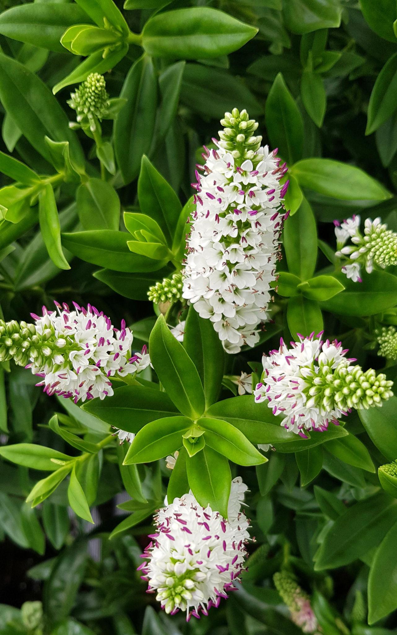 Hebe Diosmifolia ‘Garden Beauty’ (Box-Leaf Hebe)