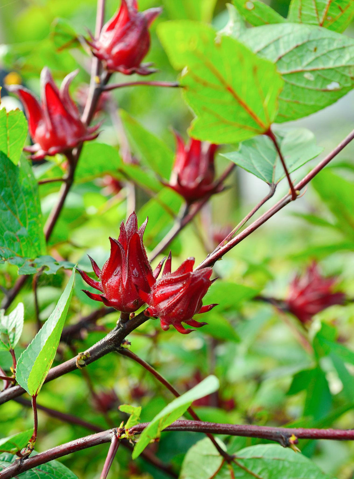Hibiscus Sabdariffa (Rosella)