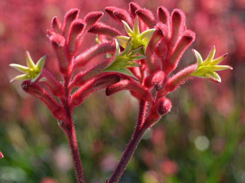 Anigozanthos Hybrida ‘Bush Crystal’ (Bush Crystal Kangaroo Paw)