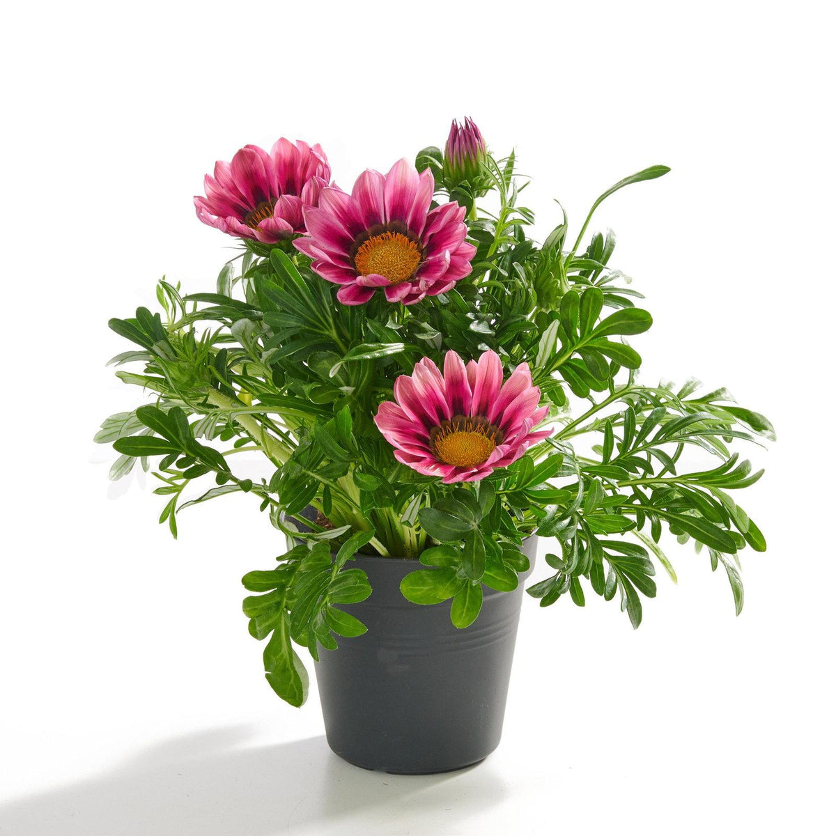 Gazania Rigens ‘Pink’ (Pink Gazania)